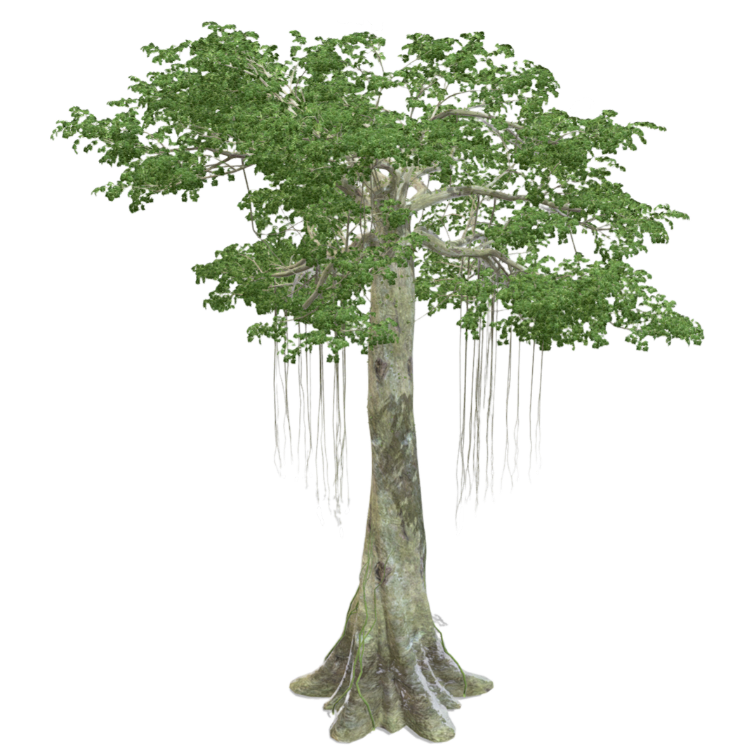 吉贝3D模型 | 植物,植物3D模型,树木,树木3D模型,锦葵科,吉贝,落叶大乔木,棉,美洲木棉,爪哇木棉,3D模型,3D打印,3D素材,obj,glTF,fbx,dae,stl,3ds,glb,usdz,3dmax,blender模型,VisionPro,3D建模,3D扫描,3d打印模型