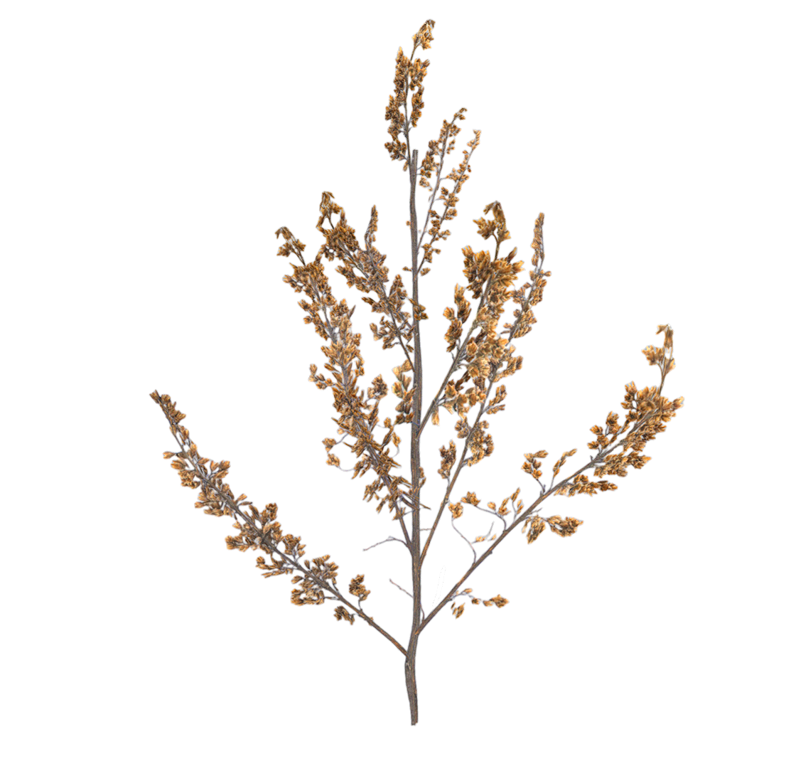 山艾树 | 植物,草本植物,灌木,菊科,树木3D模型,被子植物,川上氏艾,菊科山艾树,山艾,ArtemisiaKawakamiiHayata,3D模型,3D打印,3D素材,obj,glTF,fbx,dae,stl,3ds,glb,usdz,3dmax,blender模型,VisionPro,3D建模,3D扫描,3d打印模型