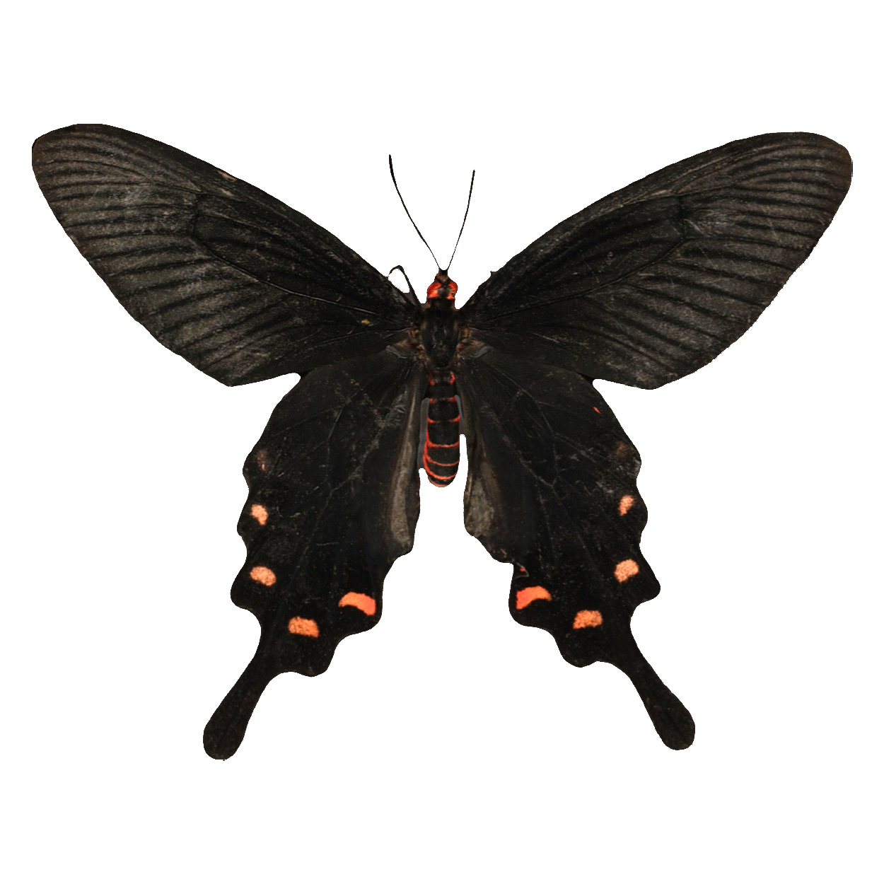 麝凤蝶标本 | 昆虫,节肢动物,标本,蝴蝶,蝴蝶3D模型,凤蝶科,凤蝶,凤蝶标本,麝凤蝶,ByasaAlcinou,3D模型,3D打印,3D素材,obj,glTF,fbx,dae,stl,3ds,glb,usdz,3dmax,blender模型,VisionPro,3D建模,3D扫描,3d打印模型