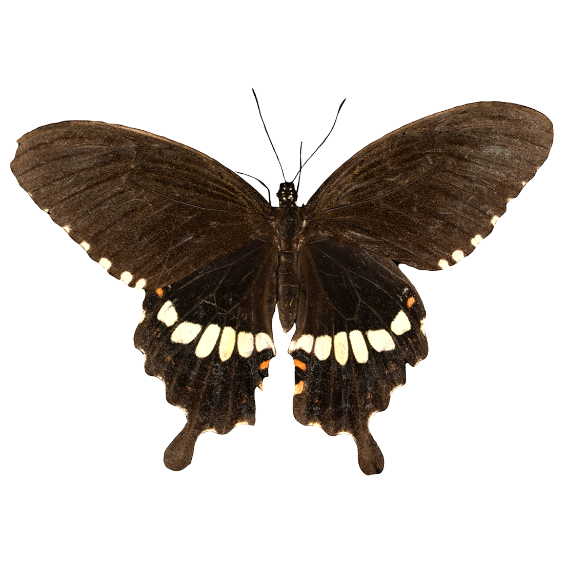 玉带凤蝶标本 | 昆虫,节肢动物,标本,蝴蝶,蝴蝶3D模型,凤蝶科,凤蝶,凤蝶标本,玉带凤蝶,PapilioPolytes,3D模型,3D打印,3D素材,obj,glTF,fbx,dae,stl,3ds,glb,usdz,3dmax,blender模型,VisionPro,3D建模,3D扫描,3d打印模型