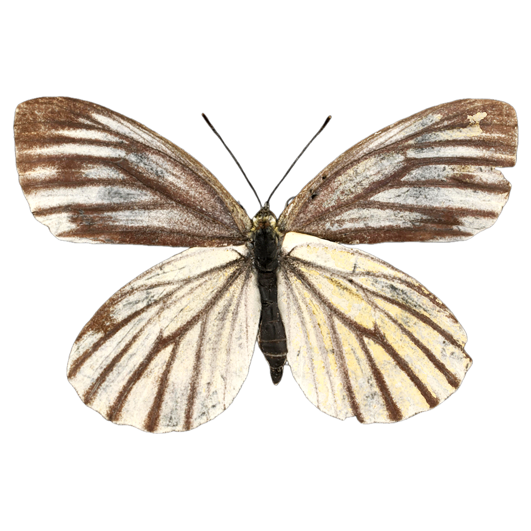 暗脉菜粉蝶标本 | 昆虫,节肢动物,标本,蝴蝶,蝴蝶3D模型,粉蝶科,粉蝶,粉蝶标本,暗脉菜粉蝶,山绿脉粉蝶,3D模型,3D打印,3D素材,obj,glTF,fbx,dae,stl,3ds,glb,usdz,3dmax,blender模型,VisionPro,3D建模,3D扫描,3d打印模型