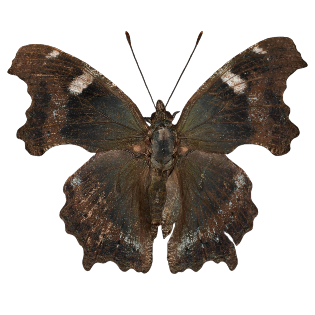 琉璃蛱蝶 | 昆虫,节肢动物,标本,蝴蝶,蝴蝶3D模型,蛱蝶科,蛱蝶,蛱蝶标本,琉璃蛱蝶,蓝带蛱蝶,3D模型,3D打印,3D素材,obj,glTF,fbx,dae,stl,3ds,glb,usdz,3dmax,blender模型,VisionPro,3D建模,3D扫描,3d打印模型