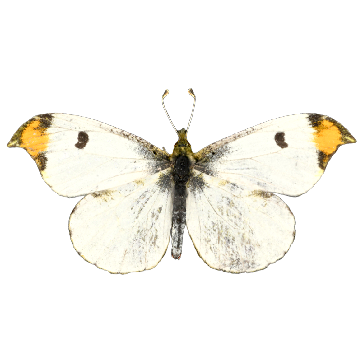 黄尖襟粉蝶 | 昆虫,节肢动物,标本,蝴蝶,蝴蝶3D模型,粉蝶科,粉蝶,粉蝶标本,黄尖襟粉蝶,AnthocharisScolymusButler,3D模型,3D打印,3D素材,obj,glTF,fbx,dae,stl,3ds,glb,usdz,3dmax,blender模型,VisionPro,3D建模,3D扫描,3d打印模型