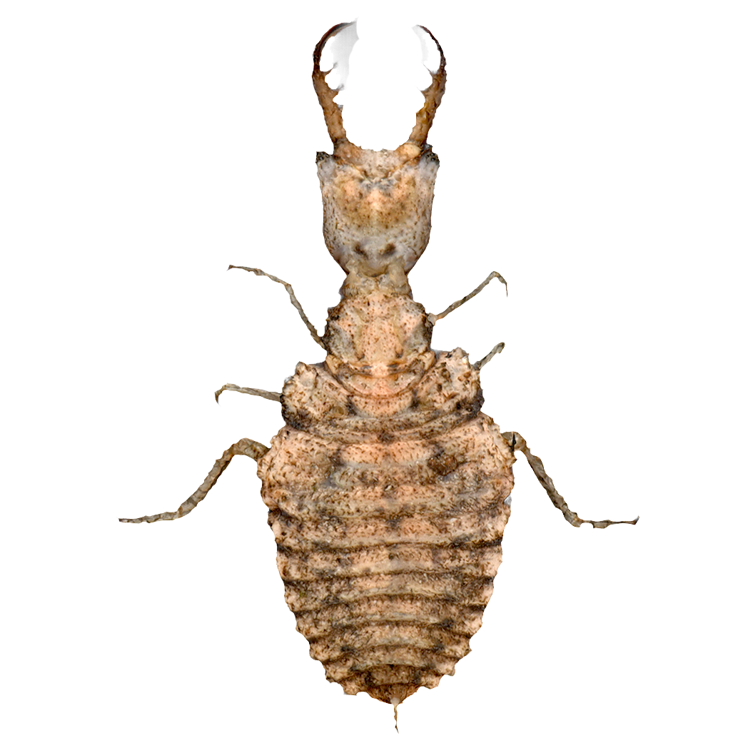 中华东蚁蛉幼虫 | 昆虫,节肢动物,昆虫标本,中华东蚁蛉幼虫,蚁狮,中华东蚁蛉,中华东蚁蛉标本,地牯牛,蚁狮3D模型,蚁狮标本,3D模型,3D打印,3D素材,obj,glTF,fbx,dae,stl,3ds,glb,usdz,3dmax,blender模型,VisionPro,3D建模,3D扫描,3d打印模型