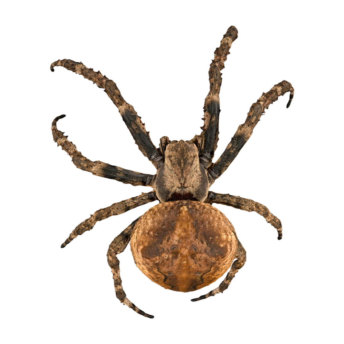 东方胜利园蛛 | 节肢动物,蜘蛛,蜘蛛3D模型,标本,园蛛,园蛛科,蜘蛛标本,东方胜利园蛛,东方胜利园蛛标本,AraneusVictoriaOrientalis,3D模型,3D打印,3D素材,obj,glTF,fbx,dae,stl,3ds,glb,usdz,3dmax,blender模型,VisionPro,3D建模,3D扫描,3d打印模型