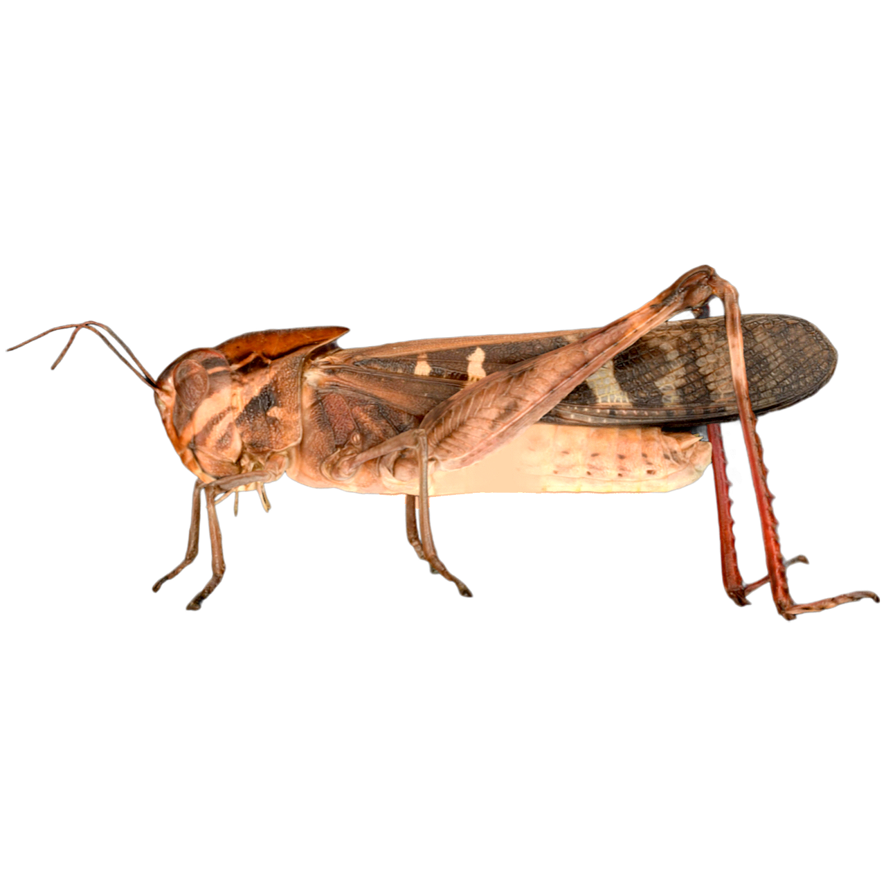 草猛 | 动物,昆虫,节肢动物,蝗虫,标本,昆虫标本,草猛,草猛3D模型,草猛标本,Oedipodinae,3D模型,3D打印,3D素材,obj,glTF,fbx,dae,stl,3ds,glb,usdz,3dmax,blender模型,VisionPro,3D建模,3D扫描,3d打印模型