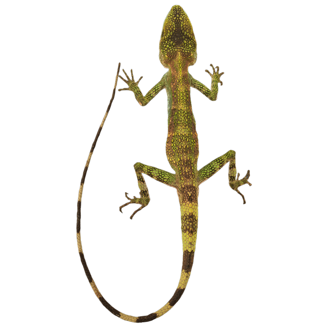 虎杖梁蜥蜴 | 动物,爬行动物,蜥蜴,蜥蜴标本,虎杖梁蜥蜴,琉球蜥蜴,树蜥,虎杖梁蜥蜴标本,蜥蜴3D模型,diplodermaPolygonatum,3D模型,3D打印,3D素材,obj,glTF,fbx,dae,stl,3ds,glb,usdz,3dmax,blender模型,VisionPro,3D建模,3D扫描,3d打印模型