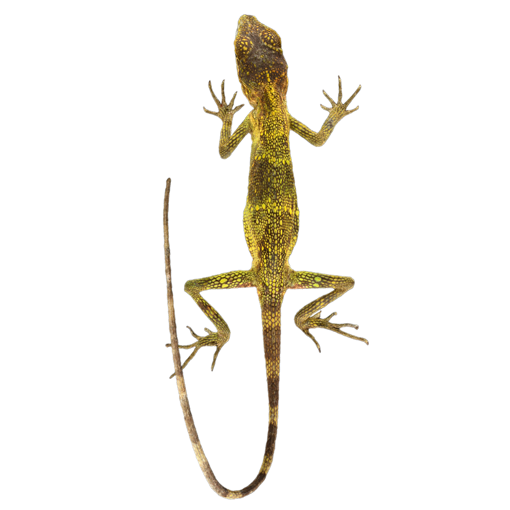 多角形双皮蜥蜴 | 动物,爬行动物,蜥蜴,蜥蜴标本,树蜥,蜥蜴3D模型,多角形双皮蜥蜴,多角形双皮蜥蜴标本,小型蜥蜴,双皮蜥蜴,3D模型,3D打印,3D素材,obj,glTF,fbx,dae,stl,3ds,glb,usdz,3dmax,blender模型,VisionPro,3D建模,3D扫描,3d打印模型