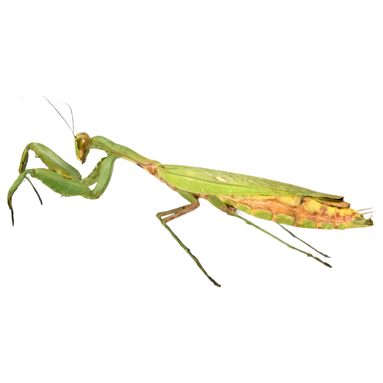 亚洲巨型螳螂 | 动物,昆虫,螳螂,螳螂3D模型,亚洲巨型螳螂,亚洲螳螂,哈拉比罗螳螂,螳螂科,亚洲巨型螳螂标本,螳螂标本,3D模型,3D打印,3D素材,obj,glTF,fbx,dae,stl,3ds,glb,usdz,3dmax,blender模型,VisionPro,3D建模,3D扫描,3d打印模型