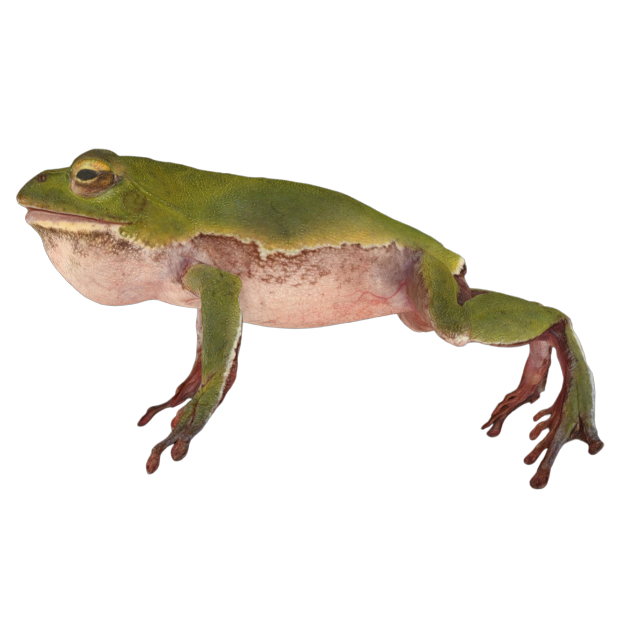 舒雷格尔林蛙 雄性 | 动物,青蛙,两栖动物,林蛙,青蛙3D模型,青蛙标本,舒雷格尔林蛙,青蛙科,舒雷格尔林蛙标本,RhacophorusSchlegelii,3D模型,3D打印,3D素材,obj,glTF,fbx,dae,stl,3ds,glb,usdz,3dmax,blender模型,VisionPro,3D建模,3D扫描,3d打印模型