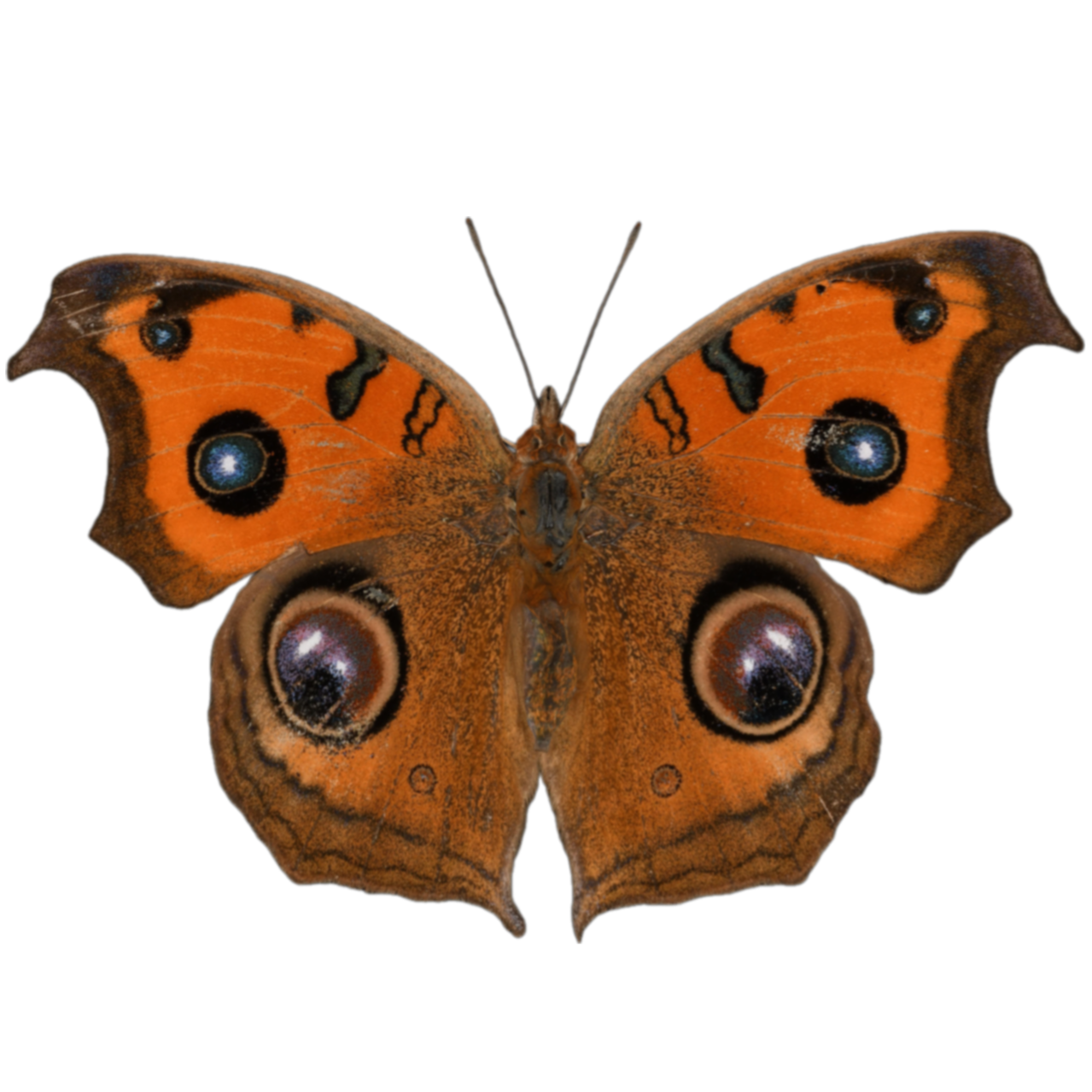 美眼蛱蝶 | 昆虫,节肢动物,标本,蝴蝶,蝴蝶3D模型,蛱蝶科,蛱蝶,蛱蝶标本,美眼蛱蝶,美眼蛱蝶标本,3D模型,3D打印,3D素材,obj,glTF,fbx,dae,stl,3ds,glb,usdz,3dmax,blender模型,VisionPro,3D建模,3D扫描,3d打印模型