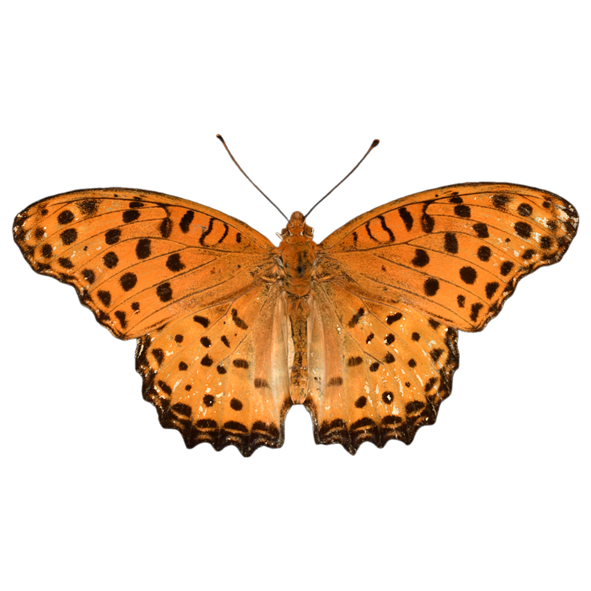 斐豹蛱蝶 | 昆虫,节肢动物,标本,蝴蝶,蝴蝶3D模型,蛱蝶科,蛱蝶,斐豹蛱蝶,斐豹蛱蝶标本,ArgynnisHyperbius,3D模型,3D打印,3D素材,obj,glTF,fbx,dae,stl,3ds,glb,usdz,3dmax,blender模型,VisionPro,3D建模,3D扫描,3d打印模型