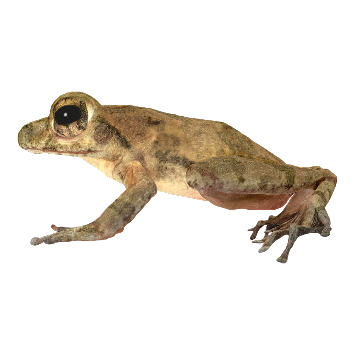 林蛙 | 动物,青蛙,两栖动物,标本,林蛙,青蛙标本,林蛙科,林蛙标本,RanaAmurensisBoulenger,哈士蟆,3D模型,3D打印,3D素材,obj,glTF,fbx,dae,stl,3ds,glb,usdz,3dmax,blender模型,VisionPro,3D建模,3D扫描,3d打印模型