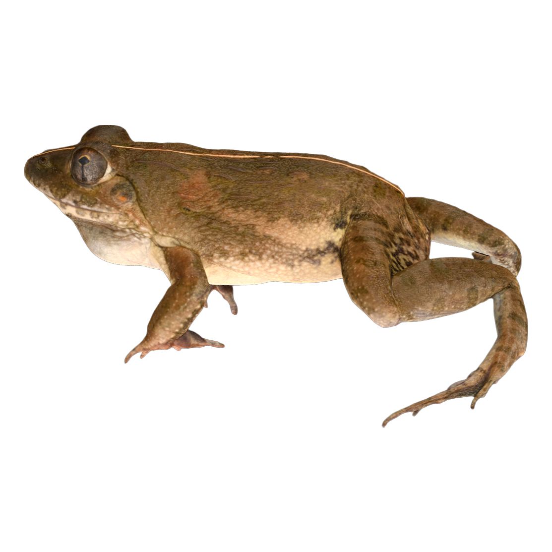 泽陆蛙 雌性 | 动物,青蛙,两栖动物,青蛙3D模型,青蛙标本,叉舌蛙科,泽陆蛙,FejervaryaMultist,泽陆蛙标本,陆蛙,3D模型,3D打印,3D素材,obj,glTF,fbx,dae,stl,3ds,glb,usdz,3dmax,blender模型,VisionPro,3D建模,3D扫描,3d打印模型