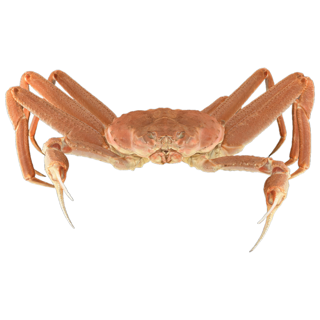 红眼雪蟹 | 海洋生物,螃蟹,雪蟹,螃蟹3D模型,螃蟹标本,甲壳动物,红眼雪蟹,拜氏雪蟹,突眼蟹科,ChionoecetesBairdi,3D模型,3D打印,3D素材,obj,glTF,fbx,dae,stl,3ds,glb,usdz,3dmax,blender模型,VisionPro,3D建模,3D扫描,3d打印模型