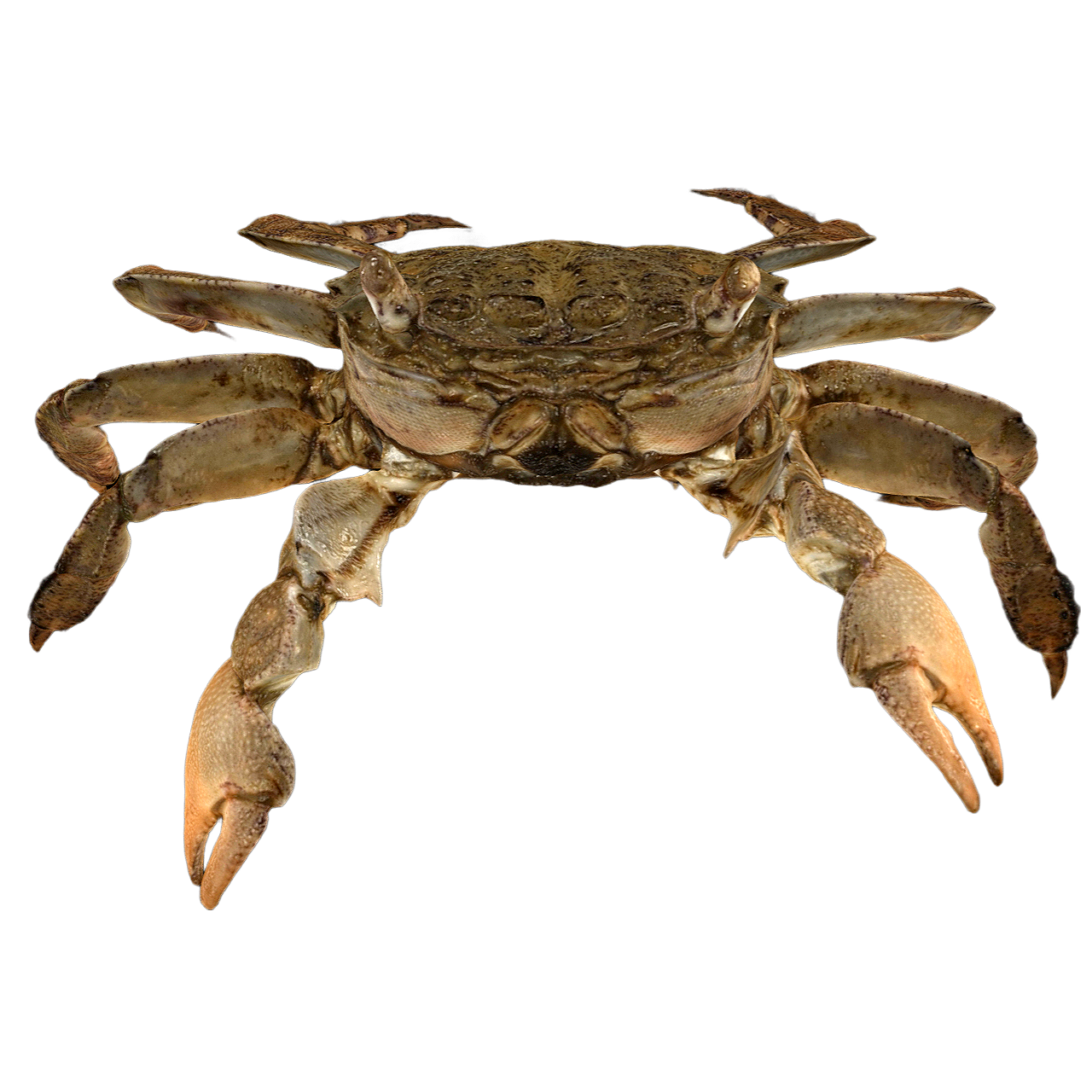 双齿相手蟹 | 海洋生物,螃蟹,螃蟹3D模型,螃蟹标本,甲壳动物,相手蟹,方蟹科,双齿相手蟹,双齿相手蟹标本,SesarmaBidens,3D模型,3D打印,3D素材,obj,glTF,fbx,dae,stl,3ds,glb,usdz,3dmax,blender模型,VisionPro,3D建模,3D扫描,3d打印模型