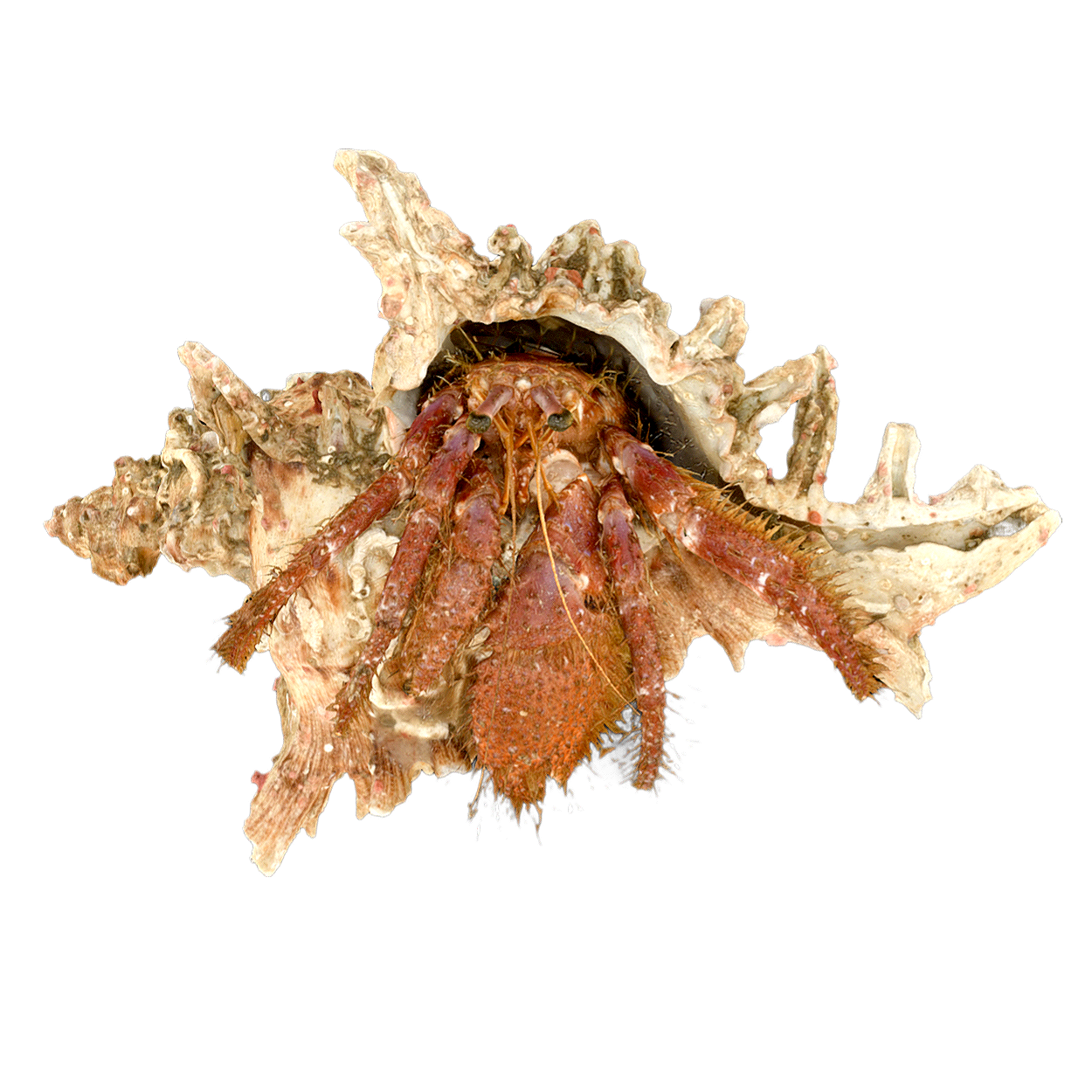 厚腕真寄居蟹 | 动物,海洋生物,节肢动物,厚腕真寄居蟹,厚腕真寄居蟹标本,寄居蟹,寄居蟹3D模型,DardanusCrassimanus,活额寄居蟹科,真寄居蟹,3D模型,3D打印,3D素材,obj,glTF,fbx,dae,stl,3ds,glb,usdz,3dmax,blender模型,VisionPro,3D建模,3D扫描,3d打印模型