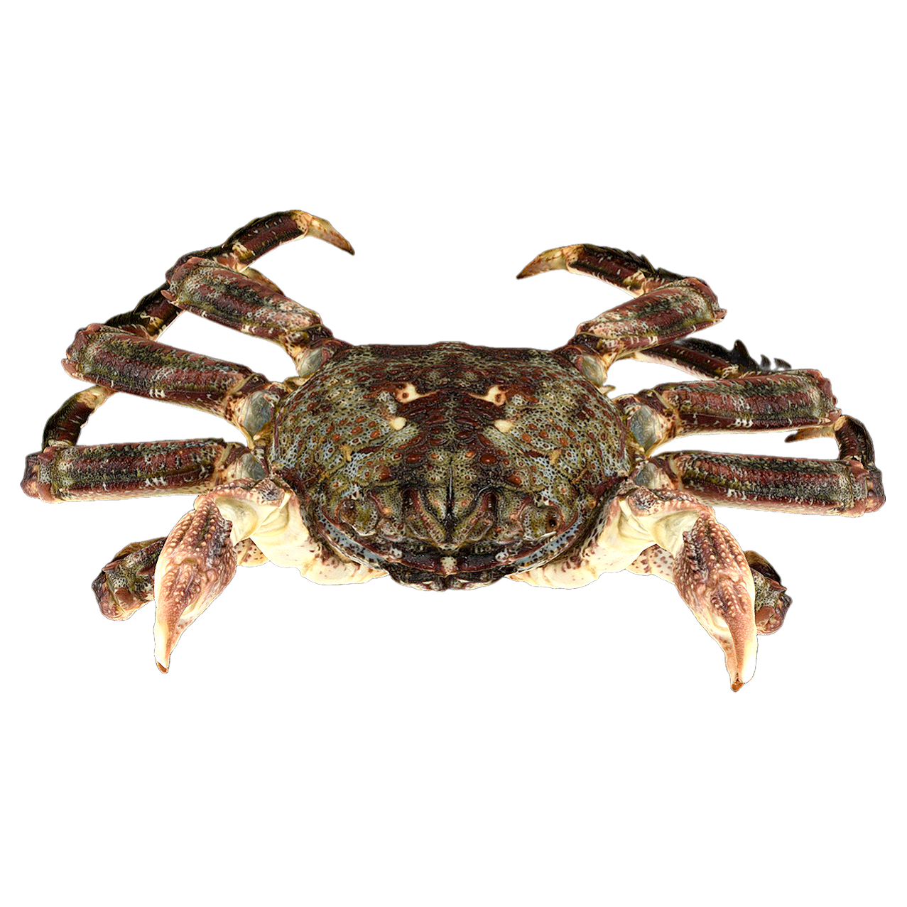 鳞形斜纹蟹 | 海洋生物,螃蟹,螃蟹3D模型,螃蟹标本,甲壳动物,鳞形斜纹蟹,鳞形斜纹蟹标本,斜纹蟹科,斜纹蟹,PlagusiaSquamosa,3D模型,3D打印,3D素材,obj,glTF,fbx,dae,stl,3ds,glb,usdz,3dmax,blender模型,VisionPro,3D建模,3D扫描,3d打印模型