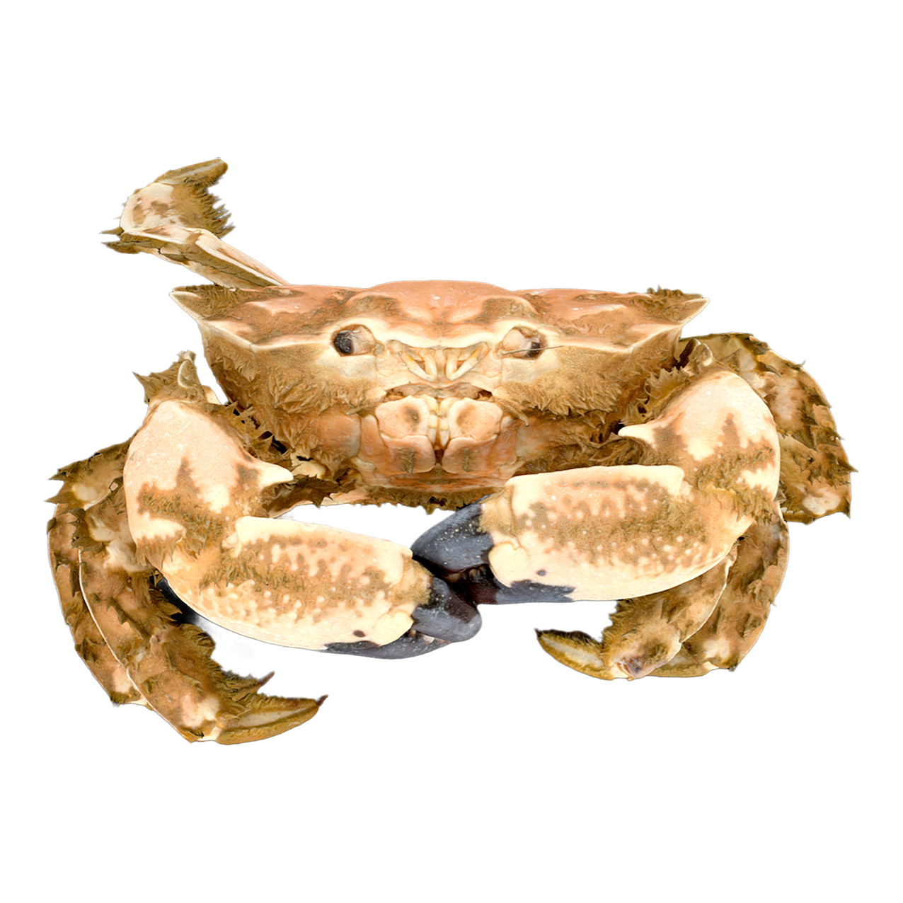 切脊熟若蟹 | 动物,海洋生物,螃蟹,螃蟹3D模型,螃蟹标本,甲壳动物,扇蟹科,切脊熟若蟹,切脊熟若蟹标本,LophozozymusIncisus,3D模型,3D打印,3D素材,obj,glTF,fbx,dae,stl,3ds,glb,usdz,3dmax,blender模型,VisionPro,3D建模,3D扫描,3d打印模型