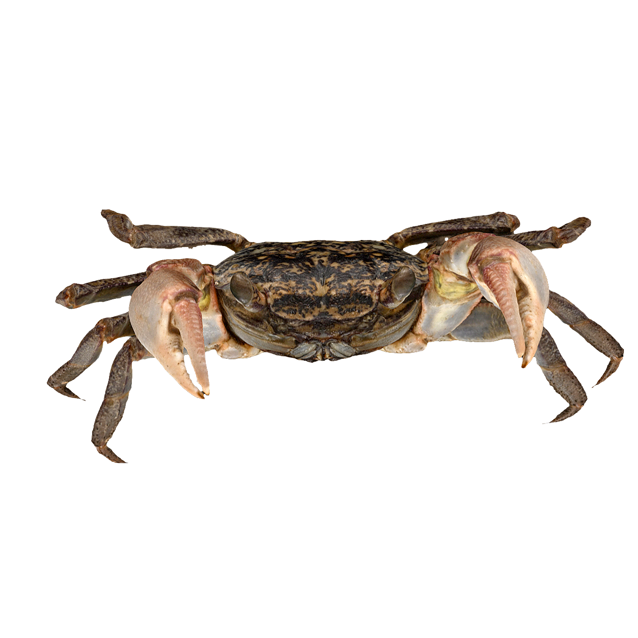 斑点拟相手蟹 雄性 | 海洋生物,螃蟹,螃蟹3D模型,螃蟹标本,甲壳动物,相手蟹,方蟹科,斑点拟相手蟹,斑点拟相手蟹标本,神妙拟相手蟹,3D模型,3D打印,3D素材,obj,glTF,fbx,dae,stl,3ds,glb,usdz,3dmax,blender模型,VisionPro,3D建模,3D扫描,3d打印模型