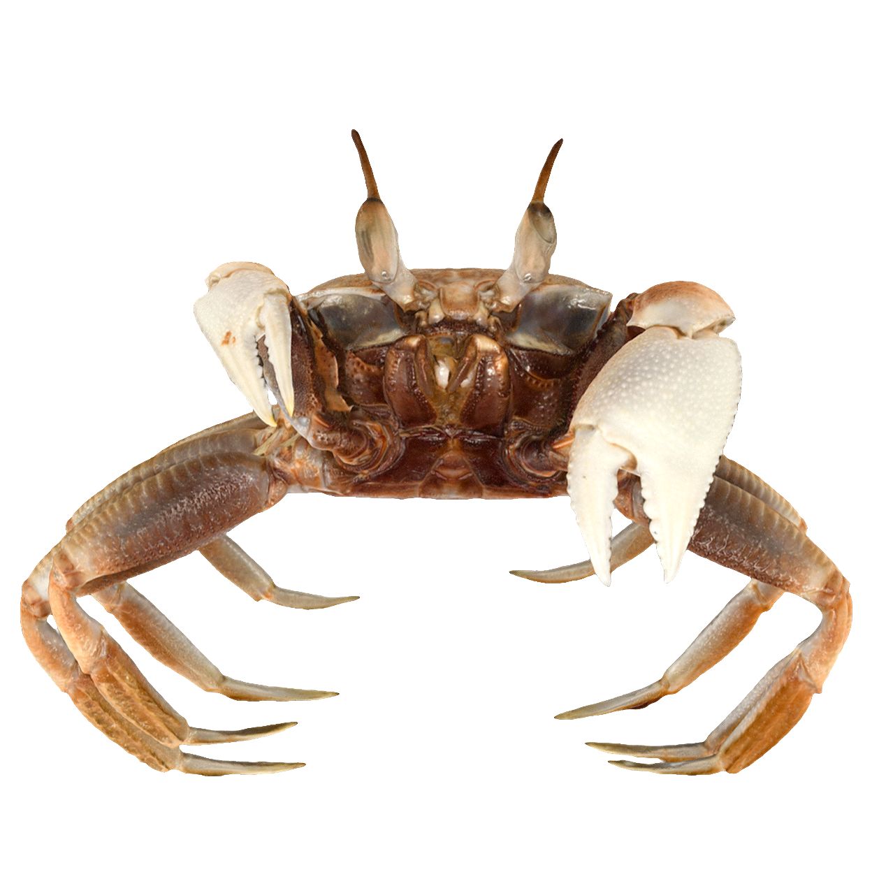 角眼沙蟹 | 海洋生物,螃蟹,螃蟹3D模型,螃蟹标本,甲壳动物,扇蟹科,角眼沙蟹,角眼沙蟹标本,OcypodeCeratophthalmus,幽靈蟹,3D模型,3D打印,3D素材,obj,glTF,fbx,dae,stl,3ds,glb,usdz,3dmax,blender模型,VisionPro,3D建模,3D扫描,3d打印模型