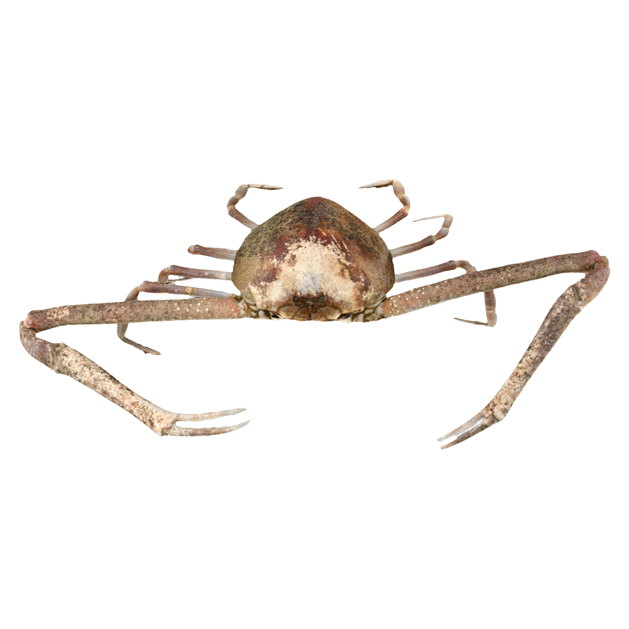 遁形长臂蟹 | 海洋生物,螃蟹,螃蟹3D模型,螃蟹标本,甲壳动物,扇蟹科,遁形长臂蟹,遁形长臂蟹标本,MyraFugax,长臂蟹,3D模型,3D打印,3D素材,obj,glTF,fbx,dae,stl,3ds,glb,usdz,3dmax,blender模型,VisionPro,3D建模,3D扫描,3d打印模型