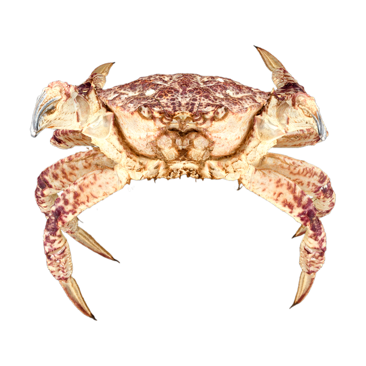 刺蟹 | 海洋生物,螃蟹,螃蟹3D模型,螃蟹标本,甲壳动物,扇蟹科,刺蟹,TelmessusAcutidens,刺蟹标本,头盔蟹,3D模型,3D打印,3D素材,obj,glTF,fbx,dae,stl,3ds,glb,usdz,3dmax,blender模型,VisionPro,3D建模,3D扫描,3d打印模型