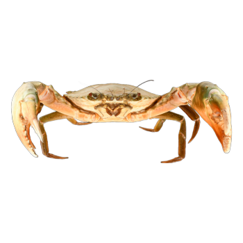 拟穴青蟹