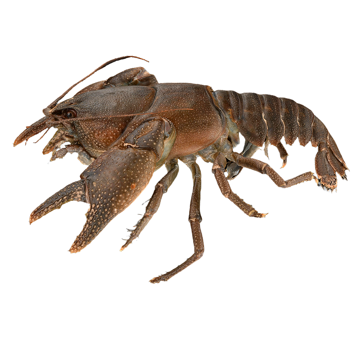 日本黑螯虾 雄性 | 动物,节肢动物,日本黑螯虾,日本黑螯,淡水生物,虾3D模型,日本黑螯虾标本,CambaroidesJaponicus,螯虾,河虾科,3D模型,3D打印,3D素材,obj,glTF,fbx,dae,stl,3ds,glb,usdz,3dmax,blender模型,VisionPro,3D建模,3D扫描,3d打印模型