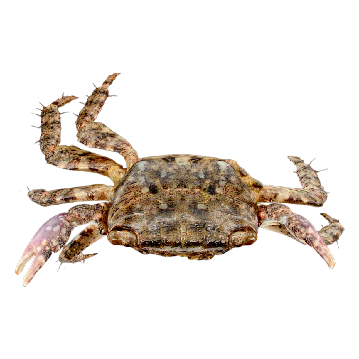 方形大额蟹 | 动物,海洋生物,节肢动物,螃蟹,螃蟹3D模型,螃蟹标本,大额蟹,扇蟹科,方形大额蟹,方形大额蟹标本,3D模型,3D打印,3D素材,obj,glTF,fbx,dae,stl,3ds,glb,usdz,3dmax,blender模型,VisionPro,3D建模,3D扫描,3d打印模型