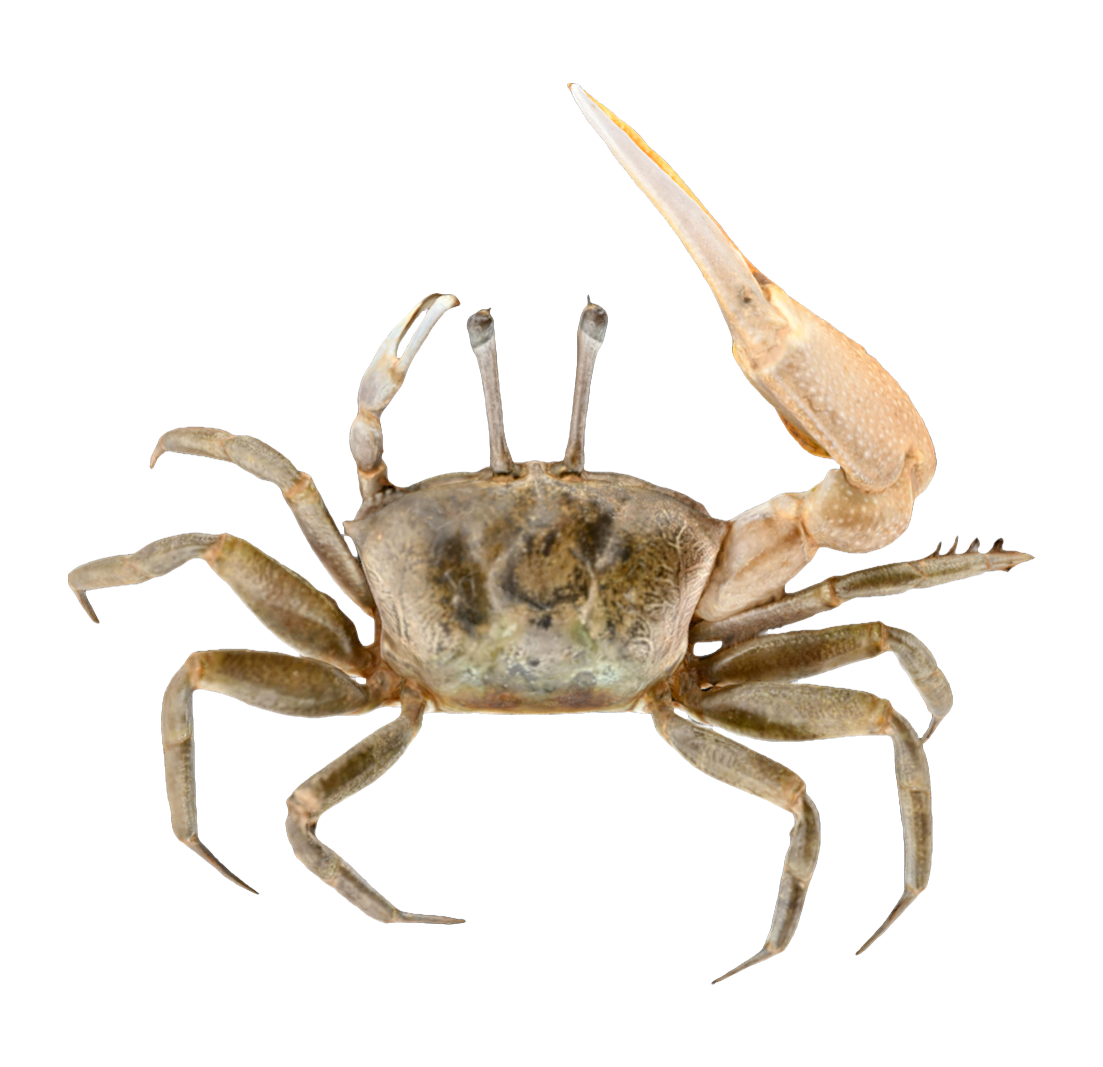 賈瑟琳丑招潮 | 海洋生物,螃蟹,螃蟹3D模型,螃蟹标本,甲壳动物,沙蟹科,賈瑟琳丑招潮,賈瑟琳丑招潮标本,GelasimusJocelynae,招潮蟹,3D模型,3D打印,3D素材,obj,glTF,fbx,dae,stl,3ds,glb,usdz,3dmax,blender模型,VisionPro,3D建模,3D扫描,3d打印模型