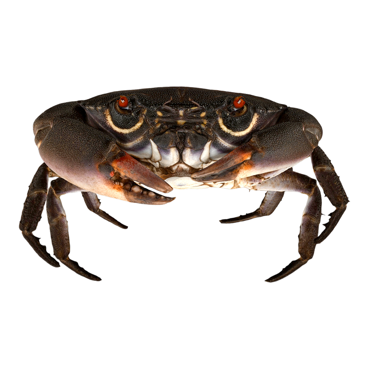 酒色艳团扇蟹 | 海洋生物,螃蟹,螃蟹3D模型,螃蟹标本,甲壳动物,扇蟹科,酒色艳团扇蟹,酒色艳团扇蟹标本,BaptoziusVinosus,艳团扇蟹,3D模型,3D打印,3D素材,obj,glTF,fbx,dae,stl,3ds,glb,usdz,3dmax,blender模型,VisionPro,3D建模,3D扫描,3d打印模型