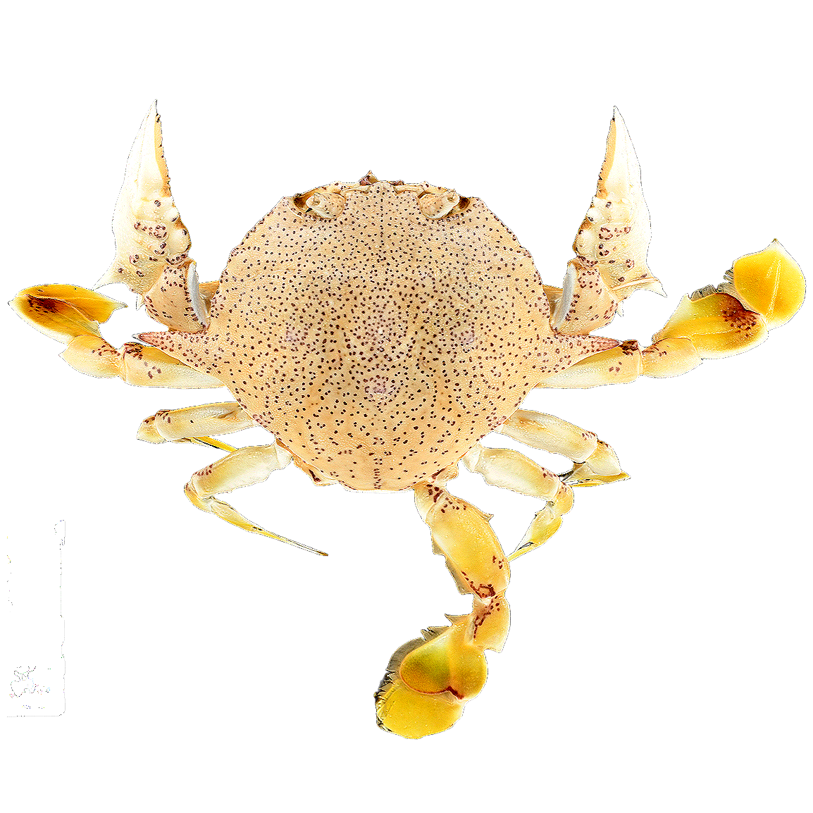 胜利黎明蟹 | 动物,海洋生物,节肢动物,螃蟹,螃蟹3D模型,螃蟹标本,胜利黎明蟹,胜利黎明蟹标本,MatutaVictor,顽强黎明蟹,3D模型,3D打印,3D素材,obj,glTF,fbx,dae,stl,3ds,glb,usdz,3dmax,blender模型,VisionPro,3D建模,3D扫描,3d打印模型