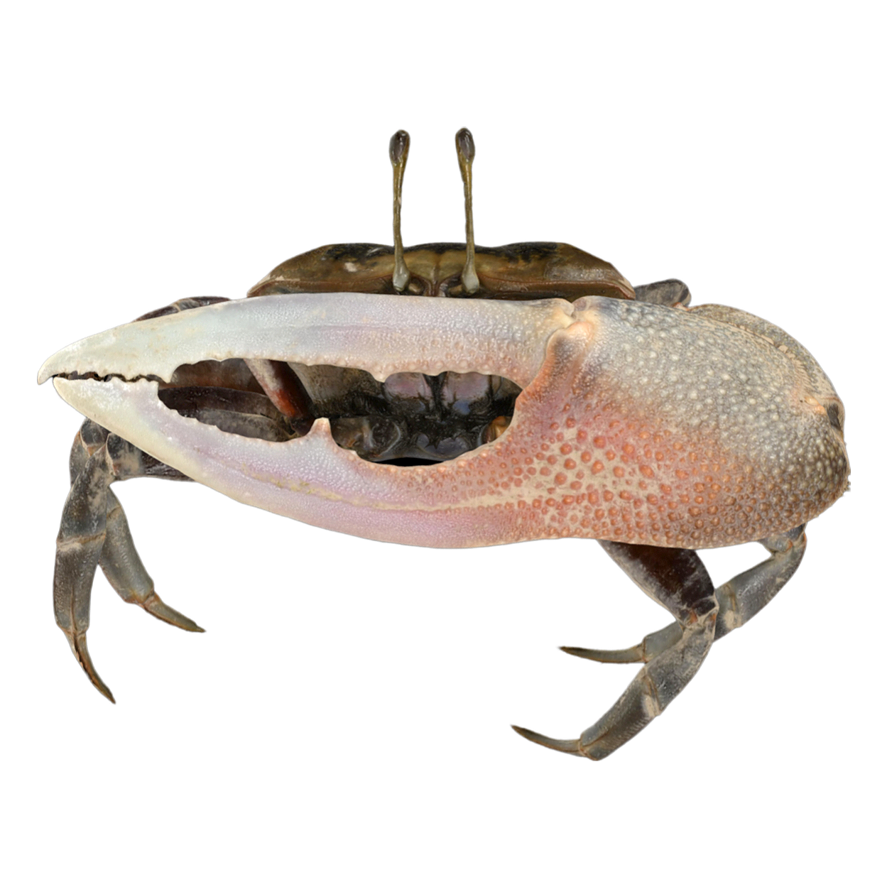 弧边招潮蟹 | 动物,海洋生物,节肢动物,螃蟹,螃蟹3D模型,螃蟹标本,弧边招潮蟹,弧边招潮蟹标本,网纹招潮蟹,OcypodeStimpsoni,3D模型,3D打印,3D素材,obj,glTF,fbx,dae,stl,3ds,glb,usdz,3dmax,blender模型,VisionPro,3D建模,3D扫描,3d打印模型