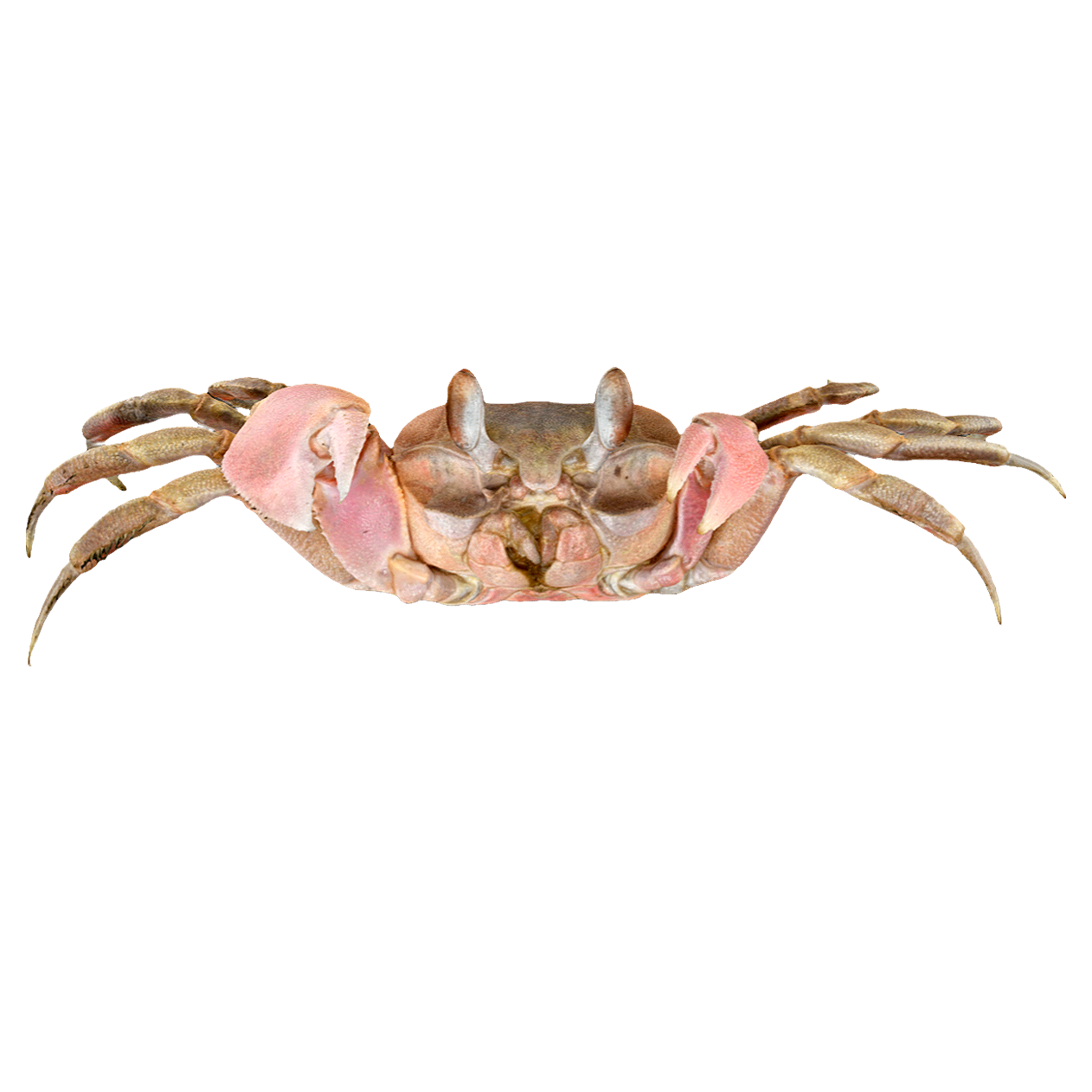 痕掌沙蟹 | 动物,海洋生物,节肢动物,螃蟹,螃蟹3D模型,螃蟹标本,OcypodeStimpsoni,痕掌沙蟹,痕掌沙蟹标本,斯氏沙蟹,3D模型,3D打印,3D素材,obj,glTF,fbx,dae,stl,3ds,glb,usdz,3dmax,blender模型,VisionPro,3D建模,3D扫描,3d打印模型