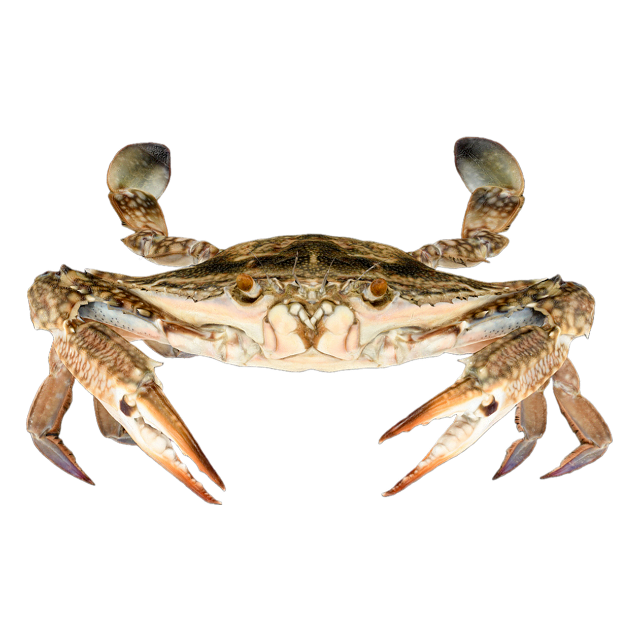 远海梭子蟹 雌性 | 动物,海洋生物,节肢动物,螃蟹,螃蟹3D模型,螃蟹标本,远海梭子蟹,远海梭子蟹标本,花蟹,PortunusPelagicus,3D模型,3D打印,3D素材,obj,glTF,fbx,dae,stl,3ds,glb,usdz,3dmax,blender模型,VisionPro,3D建模,3D扫描,3d打印模型