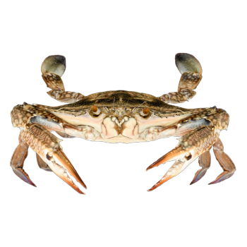 远海梭子蟹 雌性