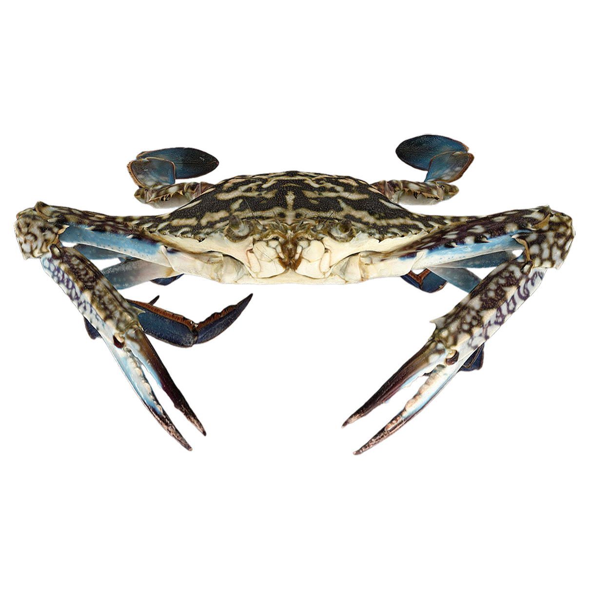 远海梭子蟹 雄性 | 动物,海洋生物,节肢动物,螃蟹,螃蟹3D模型,螃蟹标本,远海梭子蟹,远海梭子蟹标本,花蟹,PortunusPelagicus,3D模型,3D打印,3D素材,obj,glTF,fbx,dae,stl,3ds,glb,usdz,3dmax,blender模型,VisionPro,3D建模,3D扫描,3d打印模型