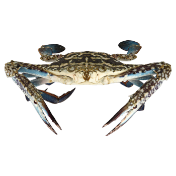 远海梭子蟹 雄性