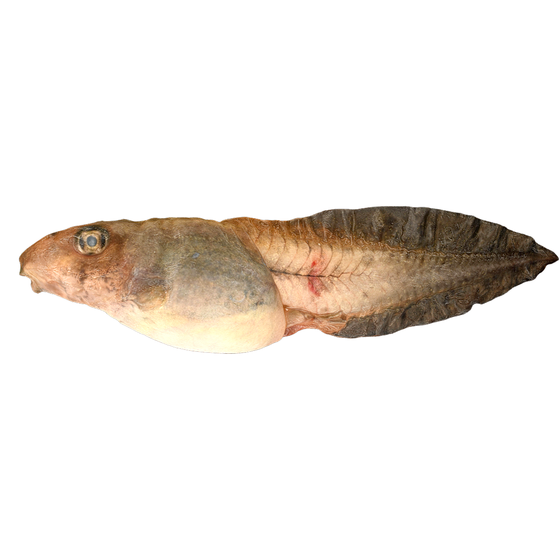 黑斑侧褶蛙蝌蚪 | 动物,青蛙,两栖动物,蛙科,青蛙3D模型,青蛙标本,黑斑侧褶蛙,黑斑侧褶蛙标本,PelophylaxNigromaculatus,蝌蚪,3D模型,3D打印,3D素材,obj,glTF,fbx,dae,stl,3ds,glb,usdz,3dmax,blender模型,VisionPro,3D建模,3D扫描,3d打印模型