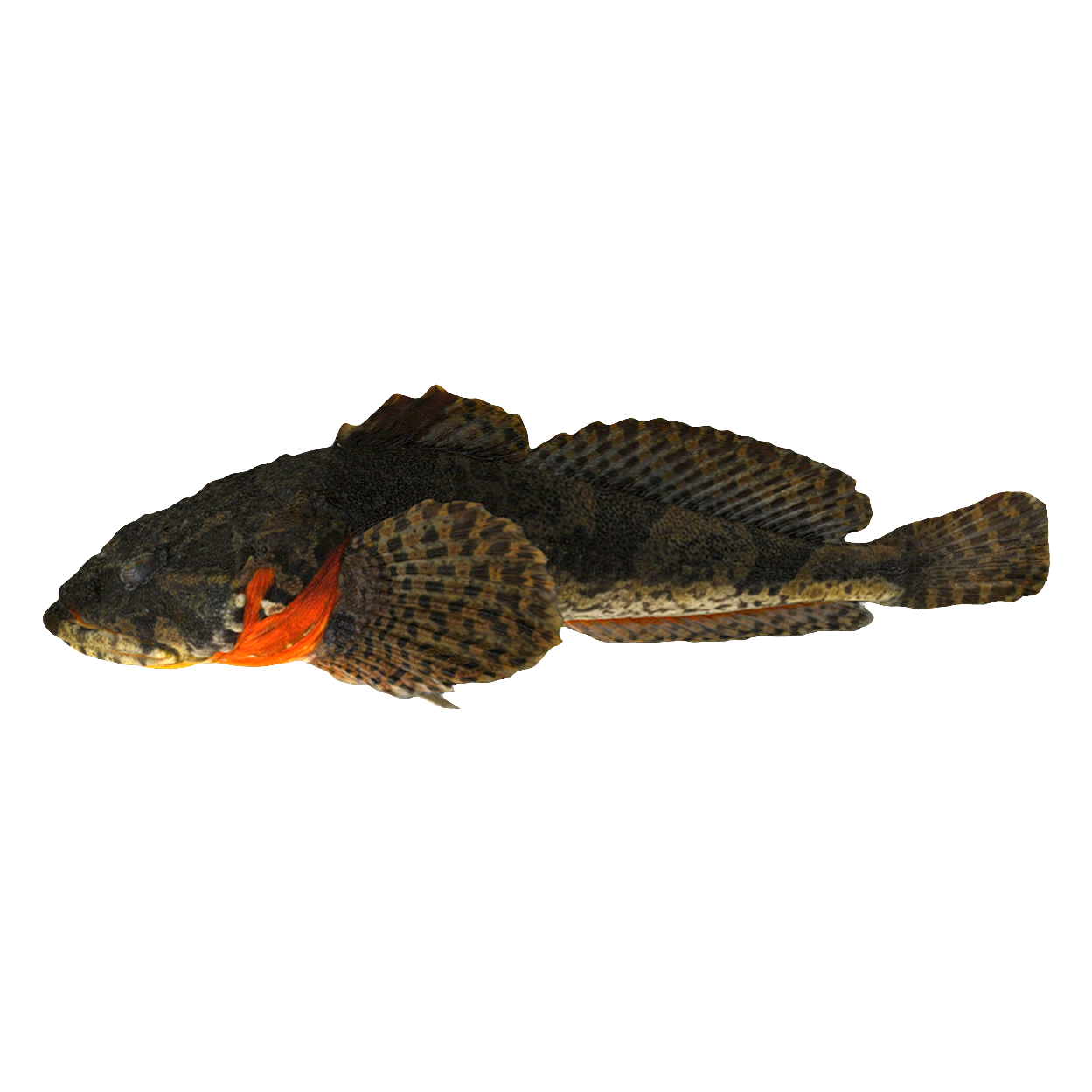 松江鲈 | 动物,鱼类,海洋生物,鲈鱼,鱼类3D模型,鱼类标本,松江鲈,松江鲈标本,杜父鱼科,TrachidermusFasciatus,3D模型,3D打印,3D素材,obj,glTF,fbx,dae,stl,3ds,glb,usdz,3dmax,blender模型,VisionPro,3D建模,3D扫描,3d打印模型