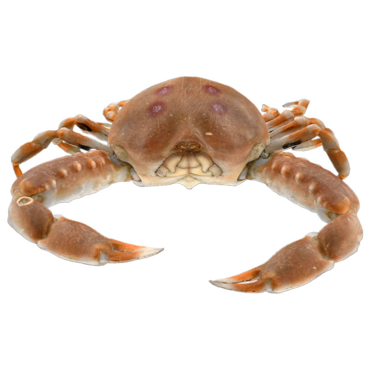 单齿玉蟹 | 动物,海洋生物,螃蟹,螃蟹3D模型,螃蟹标本,单齿玉蟹,单齿玉蟹标本,玉蟹科,玉蟹,LeucosiaUnidentata,3D模型,3D打印,3D素材,obj,glTF,fbx,dae,stl,3ds,glb,usdz,3dmax,blender模型,VisionPro,3D建模,3D扫描,3d打印模型