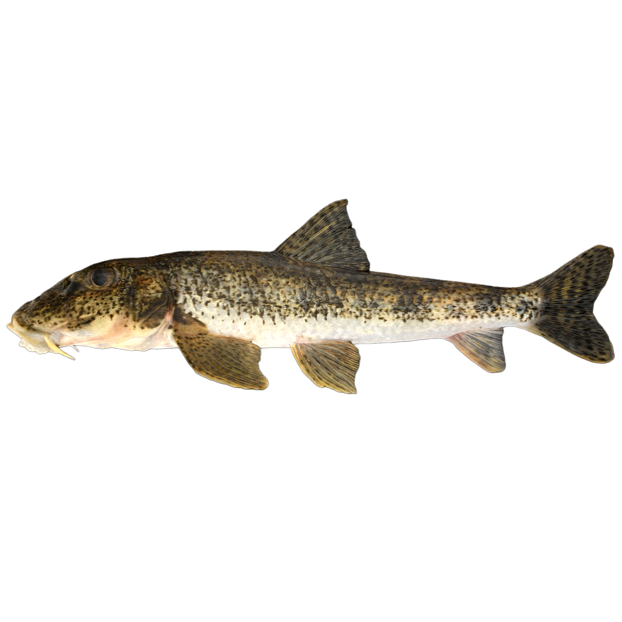 长吻似鮈 | 动物,鱼类,淡水鱼,淡水生物,鱼类3D模型,鱼类标本,长吻似鮈,长吻似鮈标本,鲤科,PseudogobioEsocinus,3D模型,3D打印,3D素材,obj,glTF,fbx,dae,stl,3ds,glb,usdz,3dmax,blender模型,VisionPro,3D建模,3D扫描,3d打印模型