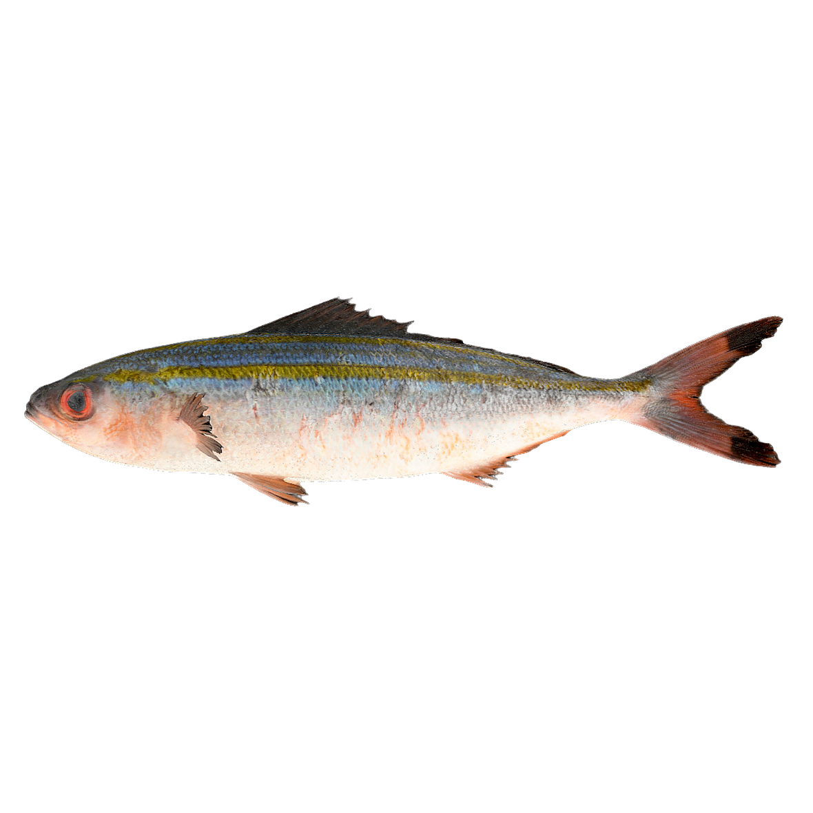 花尾乌尾鮗 | 动物,鱼类,海洋生物,鱼类3D模型,鱼类标本,花尾乌尾鮗,CaesioLunaris,乌尾鮗科,花尾乌尾鮗标本,乌尾鮗,3D模型,3D打印,3D素材,obj,glTF,fbx,dae,stl,3ds,glb,usdz,3dmax,blender模型,VisionPro,3D建模,3D扫描,3d打印模型