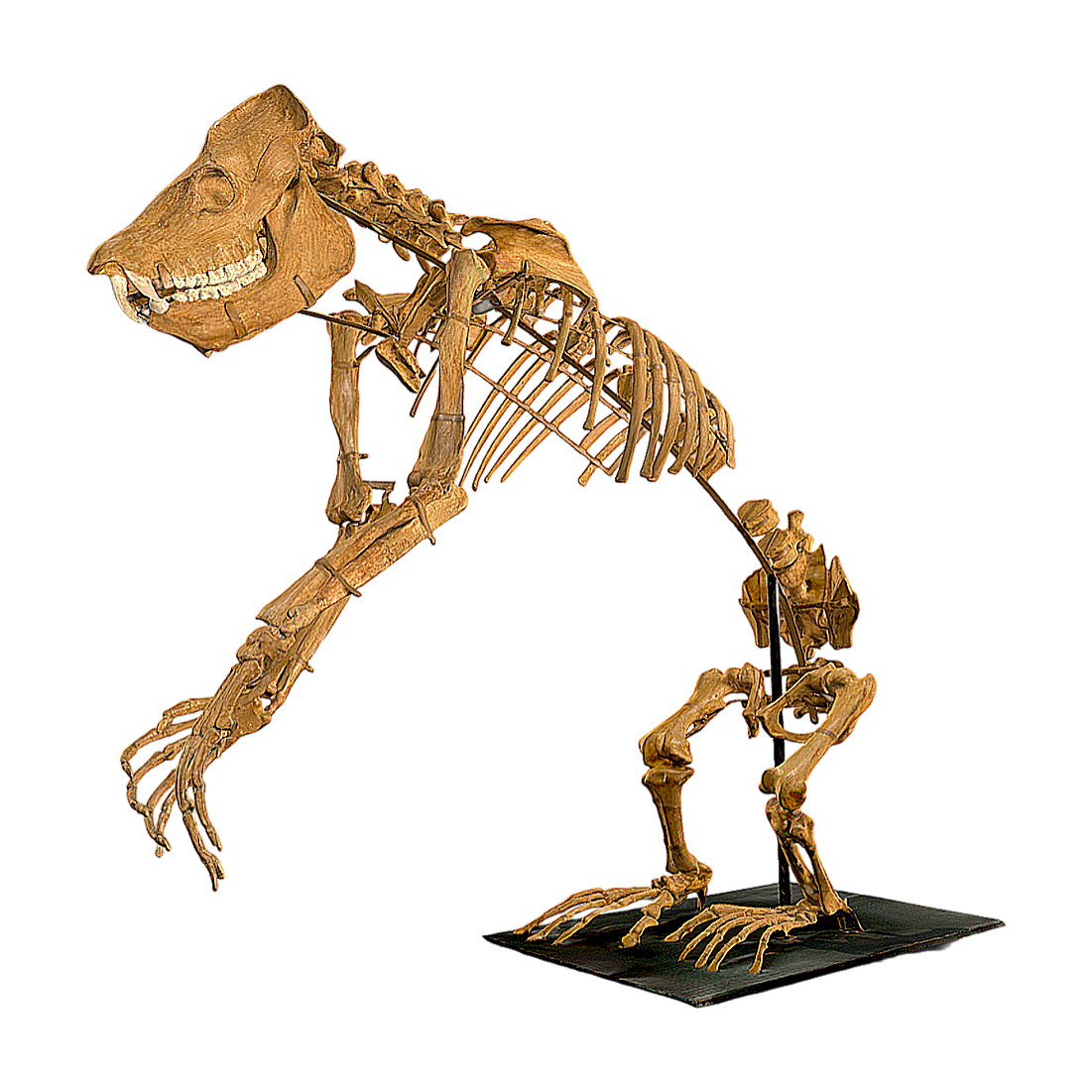 巨狐猴骨架 | 骨架,博物馆藏品,维也纳自然历史博物馆,狐猴,巨狐猴,巨狐猴骨架,MegaladapisEdwardsi,狐猴骨架,生物骨架,3D模型,3D打印,3D素材,obj,glTF,fbx,dae,stl,3ds,glb,usdz,3dmax,blender模型,VisionPro,3D建模,3D扫描,3d打印模型