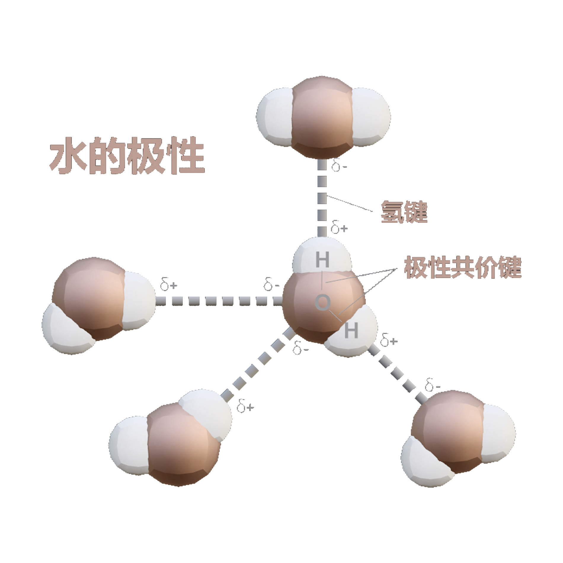 水的极性（微观3D示意图） | 3D示意图,微观3D示意图,极性化合物,水,水的极性,化学,化学反应,化学反应3D示意图,氧原子,氢原子,3D模型,3D打印,3D素材,obj,glTF,fbx,dae,stl,3ds,glb,usdz,3dmax,blender模型,VisionPro,3D建模,3D扫描,3d打印模型