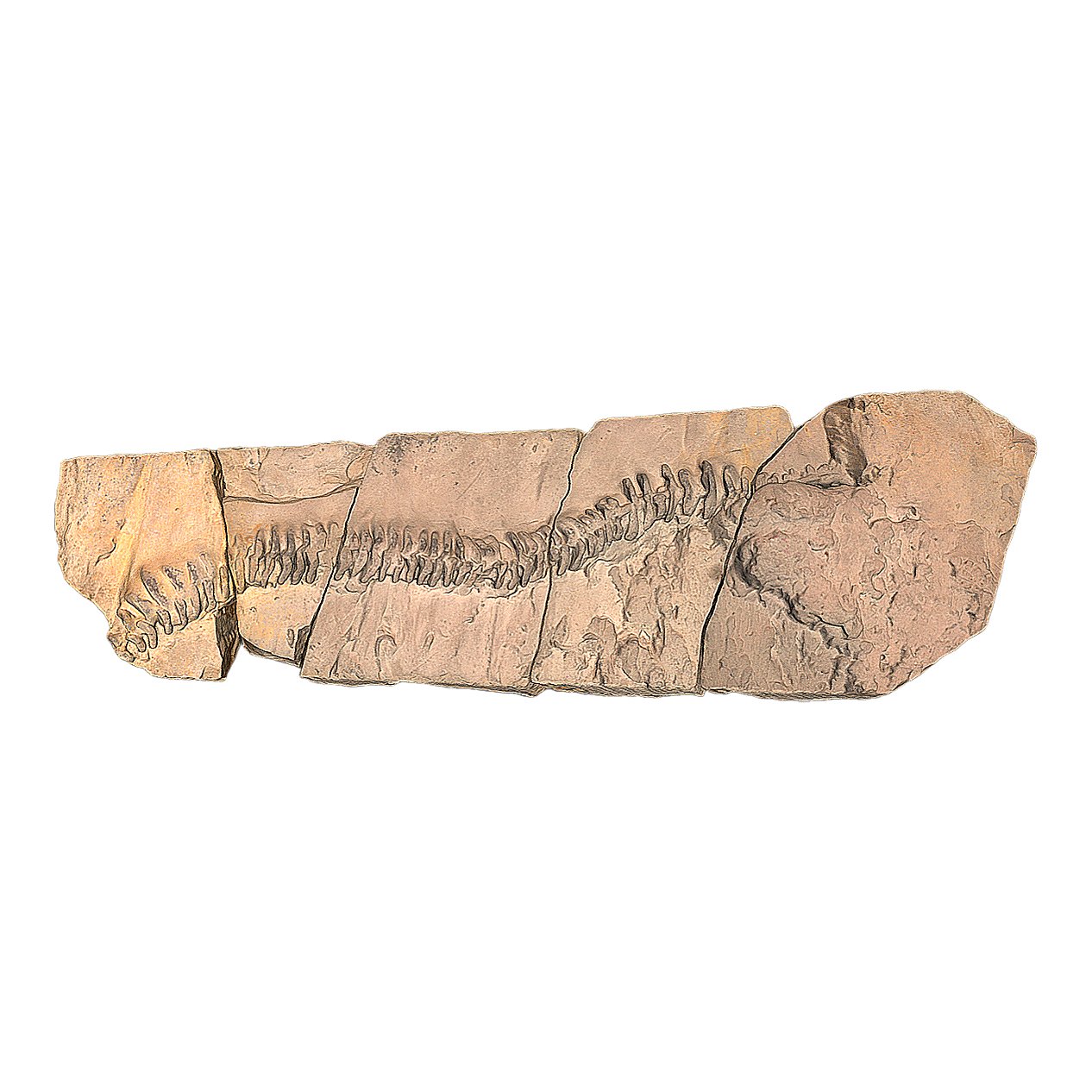 阿贝尔平斯多夫足迹 | 化石,化石3D模型,考古,足迹化石,阿贝尔平斯多夫足迹,足迹,考古科普,古生物足迹,阿贝尔平斯多夫,PinsdorfichnusAbeli,3D模型,3D打印,3D素材,obj,glTF,fbx,dae,stl,3ds,glb,usdz,3dmax,blender模型,VisionPro,3D建模,3D扫描,3d打印模型