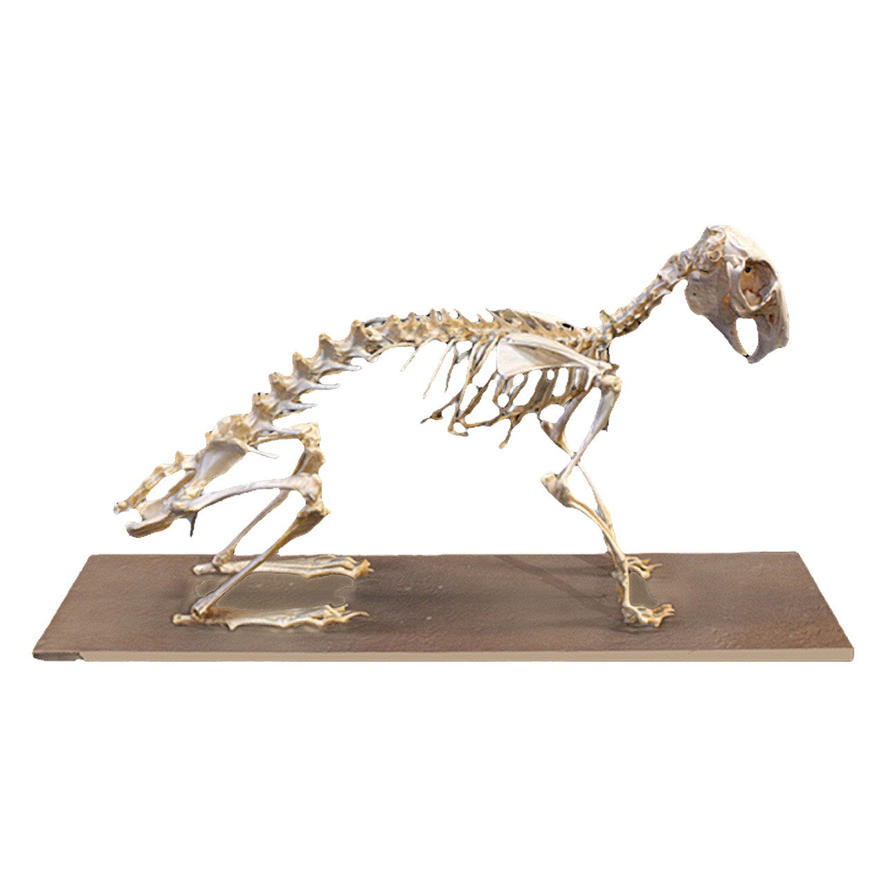 家兔骨架 | 兔子,骨架,骨头,骨架3D模型,生物骨架,家兔骨架,家兔,兔子骨架,生物科普,3D模型,3D打印,3D素材,obj,glTF,fbx,dae,stl,3ds,glb,usdz,3dmax,blender模型,VisionPro,3D建模,3D扫描,3d打印模型