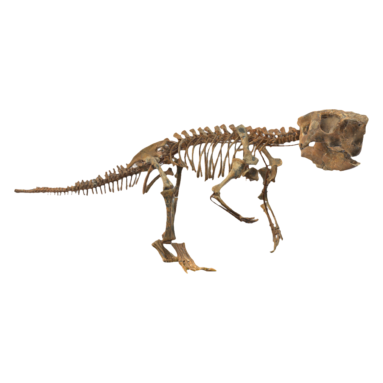蒙古鹦鹉嘴龙 | 生物,恐龙,化石,恐龙化石,化石3D模型,考古,鹦鹉嘴龙,鹦鹉嘴龙科,蒙古鹦鹉嘴龙,PsittacosaurusMongoliensis,3D模型,3D打印,3D素材,obj,glTF,fbx,dae,stl,3ds,glb,usdz,3dmax,blender模型,VisionPro,3D建模,3D扫描,3d打印模型