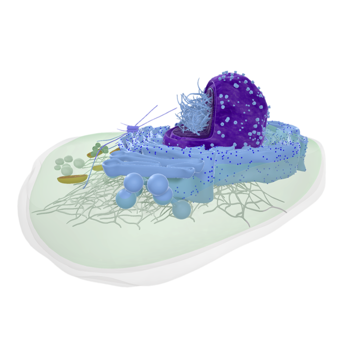 真核细胞横截面（微观3D模型） | 细胞,生物科普,微生物,真核细胞横截面,真核细胞,细胞横截面,细胞构造,细胞内部结构,生物学,细胞3D模型,3D模型,3D打印,3D素材,obj,glTF,fbx,dae,stl,3ds,glb,usdz,3dmax,blender模型,VisionPro,3D建模,3D扫描,3d打印模型